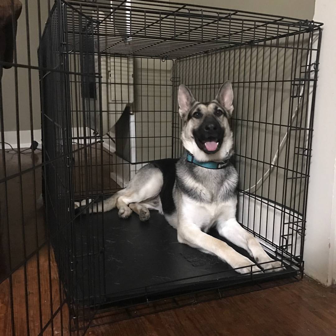 Ollie has great kennel manners - even at home!